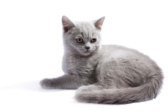 British kitten isolated on the white