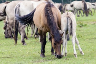 The Dülmen horses live wild near Dülmen, in the Merfelder Bruch nature reserve in North