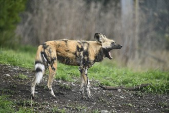 The African hunting dog (Lycaon pictus), photographed in Christchurch, New Zealand, Oceania