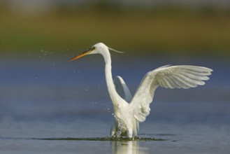 Western Reef Heron, Western Reef-Heron, Western Reef-Egret, (Egretta gularis), Garceta Dimorfa,