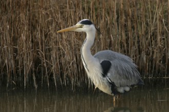 Grey grey heron (Ardea cinerea), Foraging, Boat Trip, Tiszaalpár, Kiskunsági National Park,