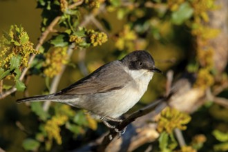 Nightingale Warbler, eastern orphean warbler (Sylvia crassirostris), Orphean Warbler, Eastern