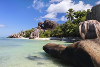 La Digue, Palm tree beach, Seychelles, Indian Ocean, Palm trees, La Digue, Indian Ocean,