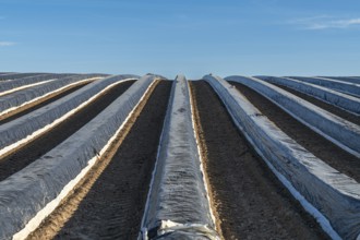 An Asparagus Field on a nearly cloudless spring day