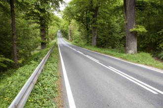 Road through the Primeval forest Urwald Sababurg, Hofgeismar, Weser Uplands, Weserbergland, Hesse,