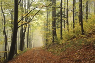 Path through autumn forest on a foggy weather, Bischofskoppe Mountain, October, Poland, Europe