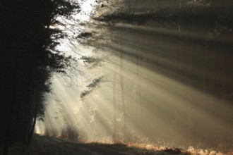 The sun's rays hit the forest path on a misty December morning, November, Poland, Europe