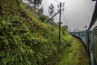Landscape photography in the fertile highlands in a subtropical climate. Jungle, fields and tea