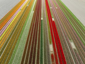 Aerial view of a beautiful landscape filled with colorful tulips