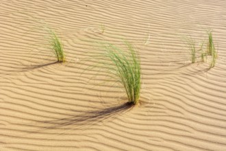 Drinn grass (Stipagrostis pungens) in the sand dunes of the Erg Chebbi desert in southern Morocco.