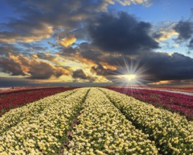 Spring cloud illuminated by the sunset. Buttercups blooming garden. Farmers field with flowers