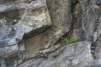 Small plant, dandelion (Taraxacum), in steep limestone rock face, Allgäu, Swabia, Bavaria, Germany,