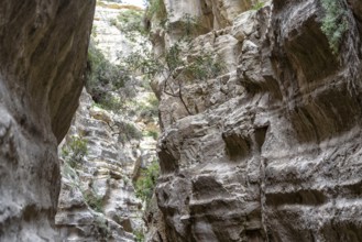 Avagas Gorge in the western part of Cyprus