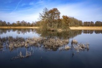 Winter walk along the ponds near Holscha in the Upper Lusatian heath and pond landscape 8