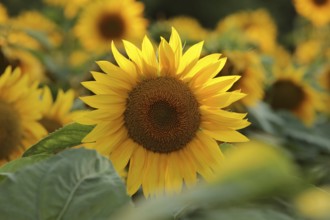 Sunflower, Helianthus annuus in the field at sunset