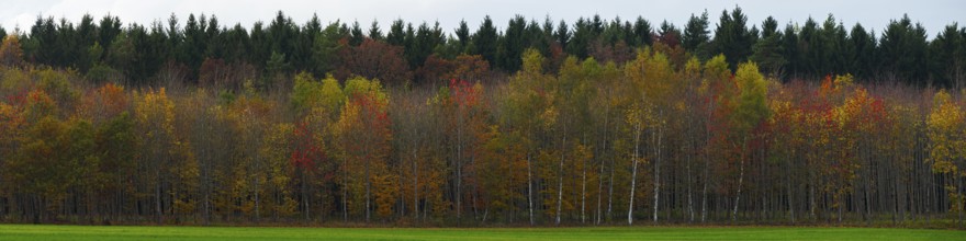 Autumn forest