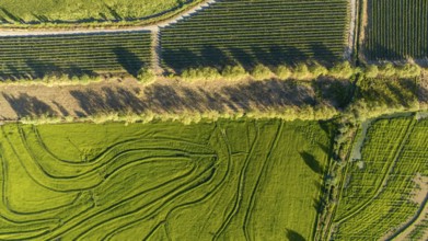 Aerial view of green rice field. Drone shot frome above