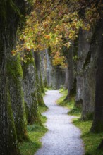 Autumn scenic with oak trees of a shady alley