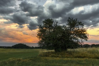 Harz landscape single tree with sunset