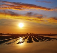 Delta del Ebro Ebre sunset in Deltebre of Tarragona at Catalonia spain