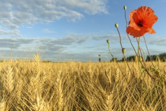 Cereal field with poppies in the French countryside