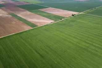 Aerial green wheat field. Aerial view large green field