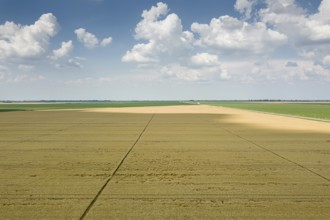 Areal view of crop fields in sunny summer day. Wheat Harvest