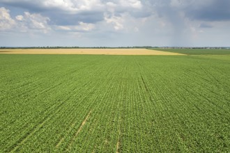 Aerial view of a green corn field. Corn Aerial