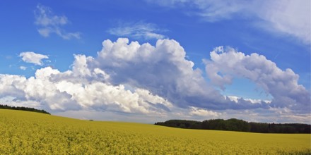 Panorama, storm clouds over a rape field