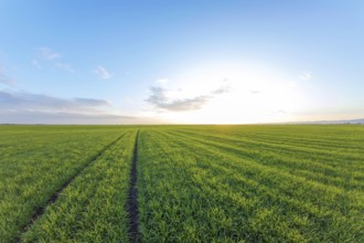 Young Wheat Seedlings growing in a Field