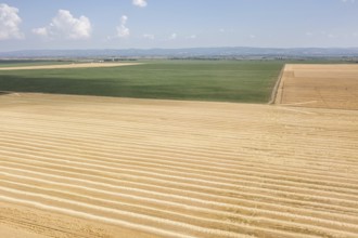 Areal view of crop fields in sunny summer day. Wheat Harvest