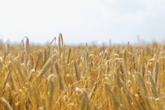 Golden ears of wheat in summer on the field. Wheat Background