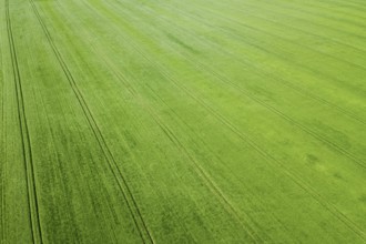 Aerial green wheat field. Aerial view large green field