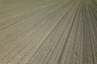 Aerial view of corn field. Top View spring corn field