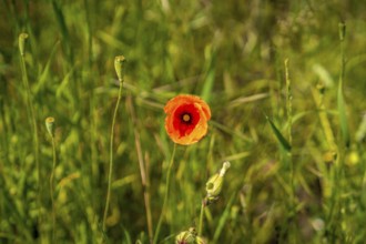Closeup of a corn poppy in a field