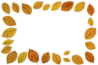 Beeches (Fagus) with autumn colouring and text space