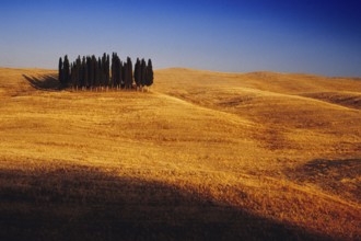 Landscape in Tuscany with group of trees