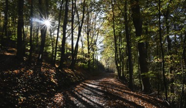 DEU, Germany, Iserlohn: The autumn colours enchant the forest in the Sauerland and also the people