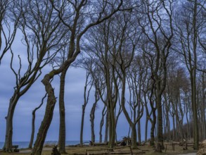 Trees in the ghostly forest on the cliffs facing the Baltic Sea, Nienhagen, Mecklenburg-Vorpommern,