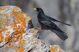 Alpine chough, (Pyrrhocorax graculus), animals, birds, ravens, jackdaw, family of corvids, stands