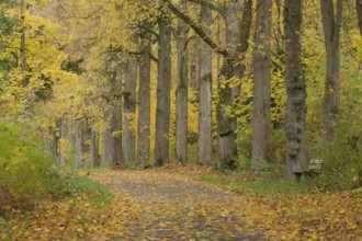 Walks on the Friedensberg, Golden October, Schwäbisch Hall, Hohenlohe, Germany, Europe