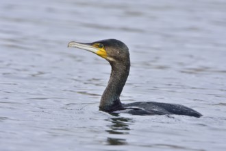 Cormorant in the Upper Lusatian pond area, Phalacrocorax carbo, Great Cormorant