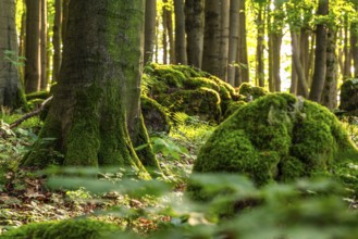 Moss-covered rocks and the trunk of a mighty old beech tree in a forest flooded with sunlight,
