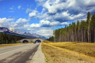 Jasper National Park, Canadian Rocky Mountains. Bridge to go wild animals across the highway