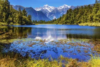 Mirror glacial Lake Matheson surrounded by mountains Mount Cook and Mount Tasman and forests.