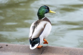Male duck Anas platyrhynchos on the water