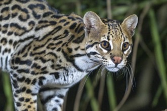 Ocelot (Leopardus pardalis), animal portrait, at night, Pantanal, inland, wetland, UNESCO Biosphere