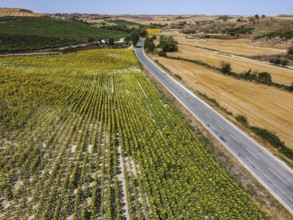 Aerial drone view of field of sunflowers during summer sunny day with blue sky. Sunflower natural