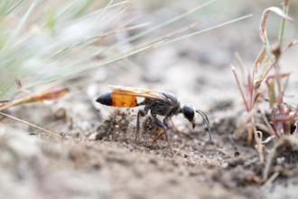 Golden digger wasp (Sphex funerarius), digs its nest in the sandy soil, Döberitzer Heide nature