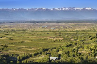 Panoramic view of Alazani valley and Caucasus Mountains from Sighnaghi, Kakheti, Georgia, Asia